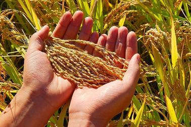China crops fertiliser alginate-derived oligosaccharide supplier