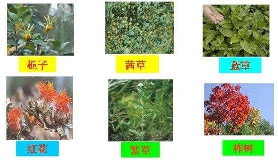 China food coloring blue, natural food color additives, food pigments supplier