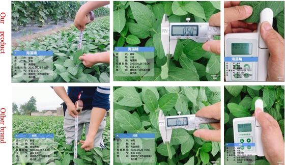 China ASCOPHYLLUM NODOSUM extract fertilizers supplier
